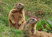 Festa di fiori e marmotte sui sentieri per i Monti Foppa (1895 m) e Avaro (2088 m)–28magg25- FOTOGALLERY